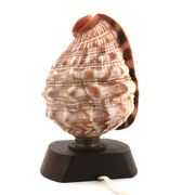 Lampe à poser coquillage naturel et socle en bois, années 60
