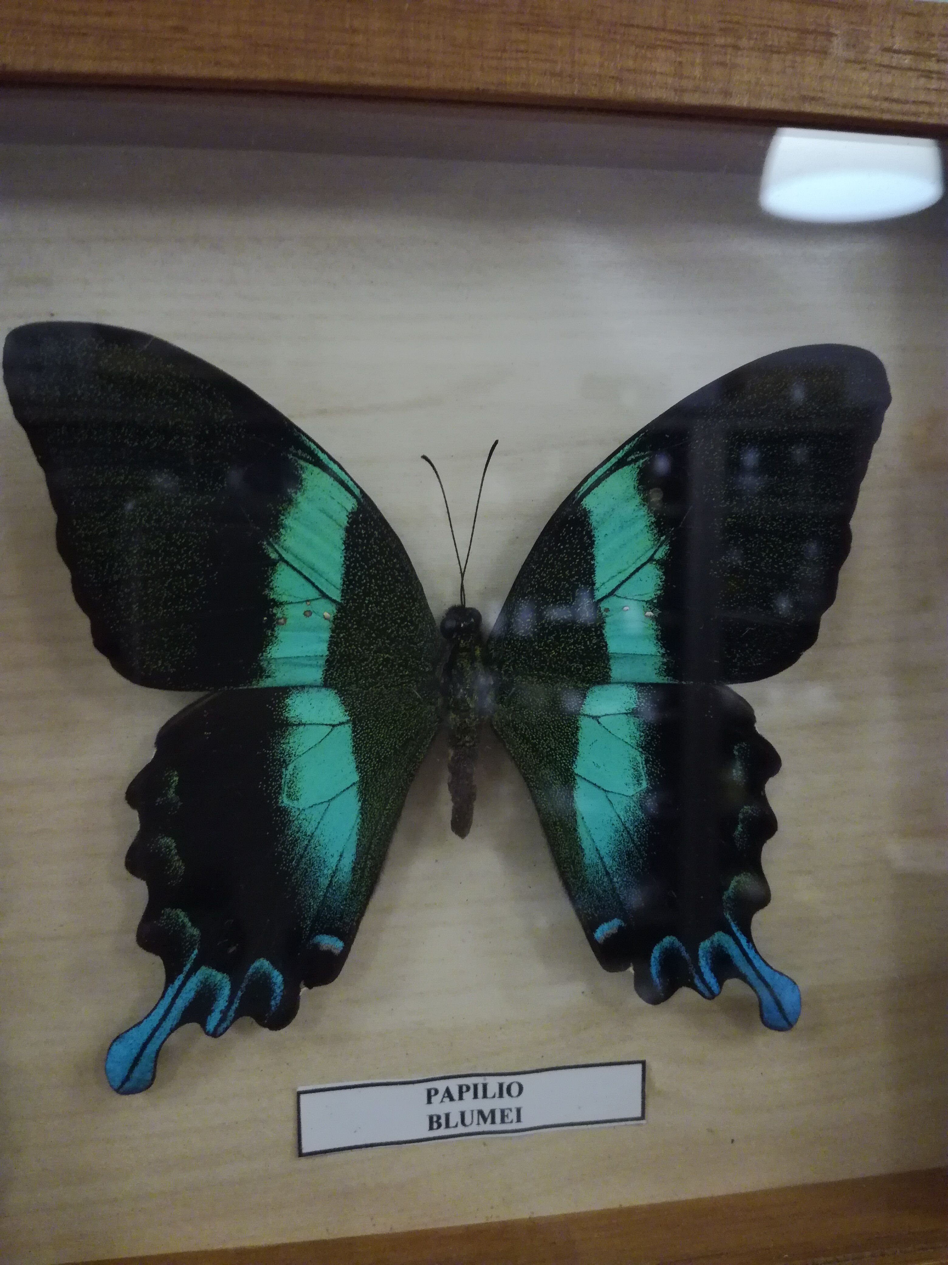 Blue/green butterfly