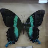 Blue/green butterfly