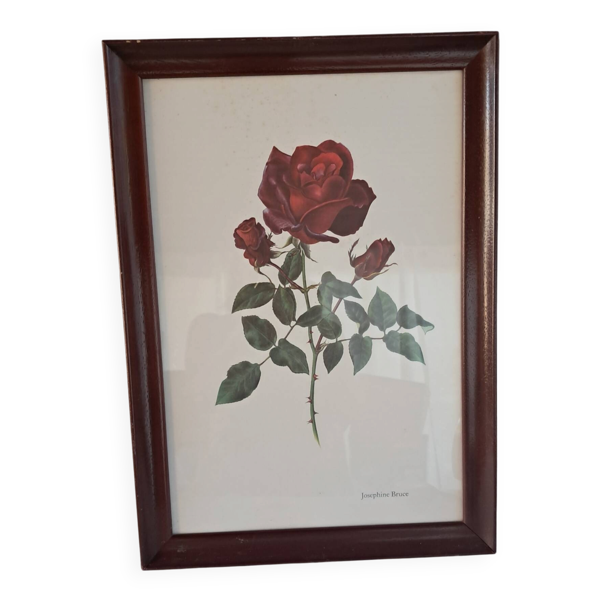Tableau encadré - Illustration botanique Rose « Josephine Bruce", 1970
