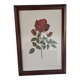 Tableau encadré - Illustration botanique Rose « Josephine Bruce", 1970