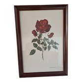 Vintage 1970 frame - Botanical illustration of Rose "Josephine B"