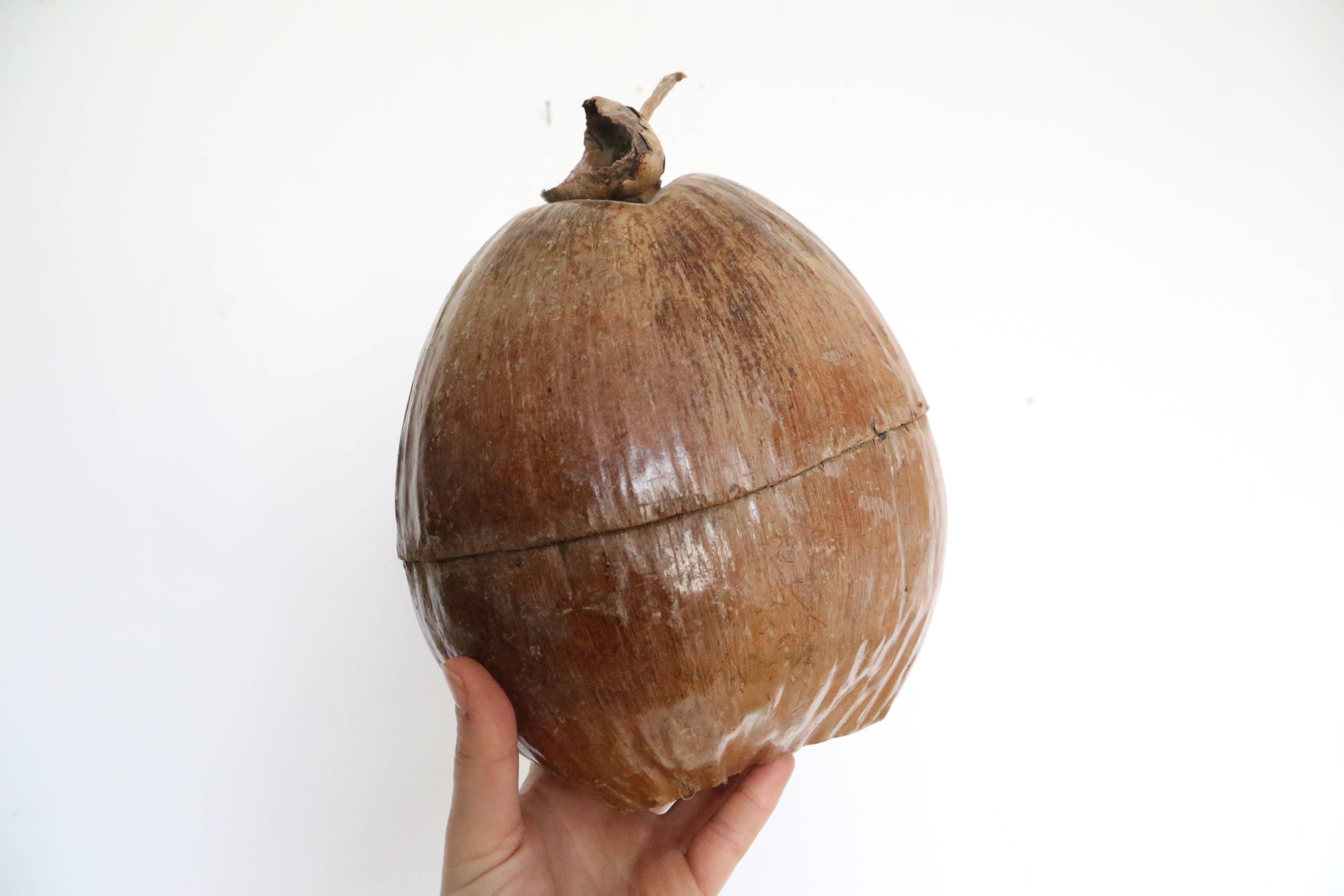 Ice bucket, nature decoration, exotic