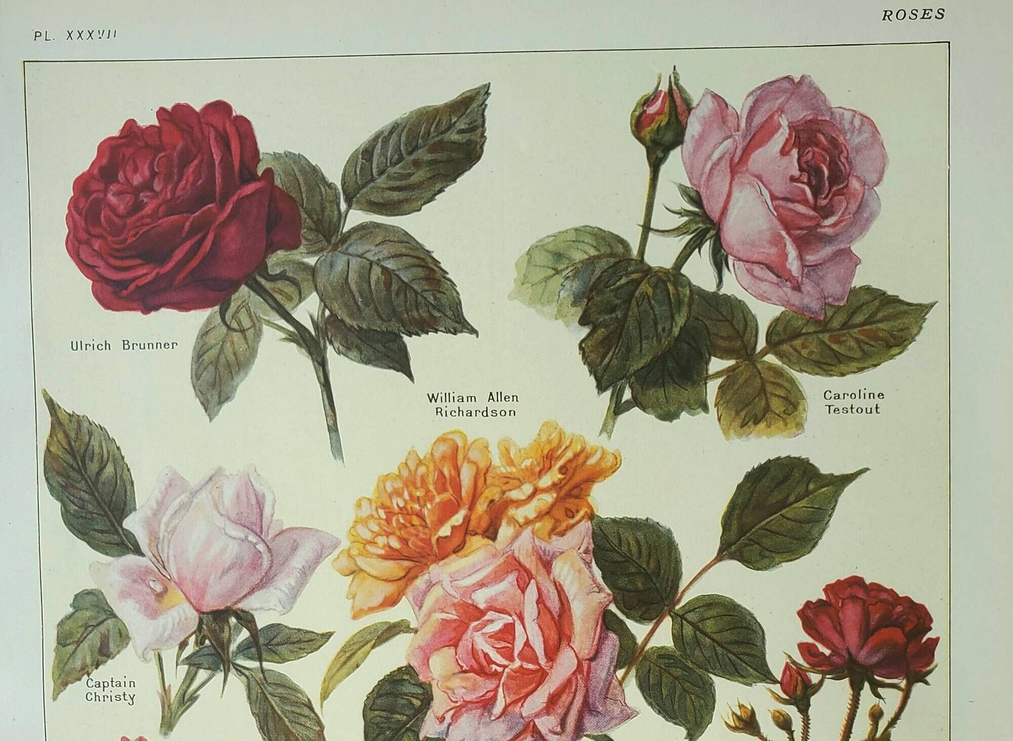 Antique engraving 1922, Roses, varieties, flowers, garden • Lithograph, original illustration