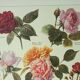 Antique engraving 1922, Roses, varieties, flowers, garden • Lithograph, original illustration