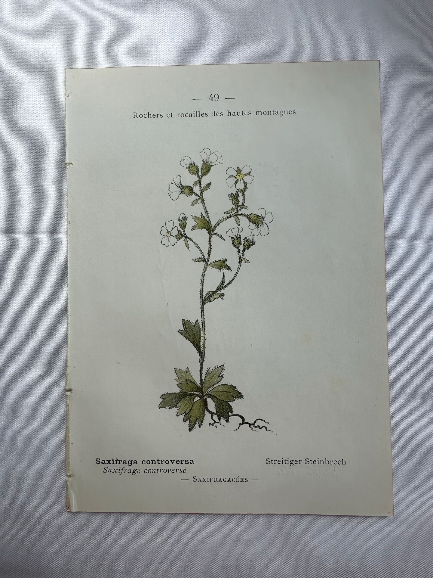 Old botanical plate of French flowers, double-sided.