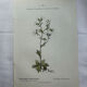 Old botanical plate of French flowers, double-sided.