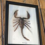 Scorpion naturalisé sous verre