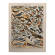 Planche illustrée sur les oiseaux utiles (pipit) - 1910