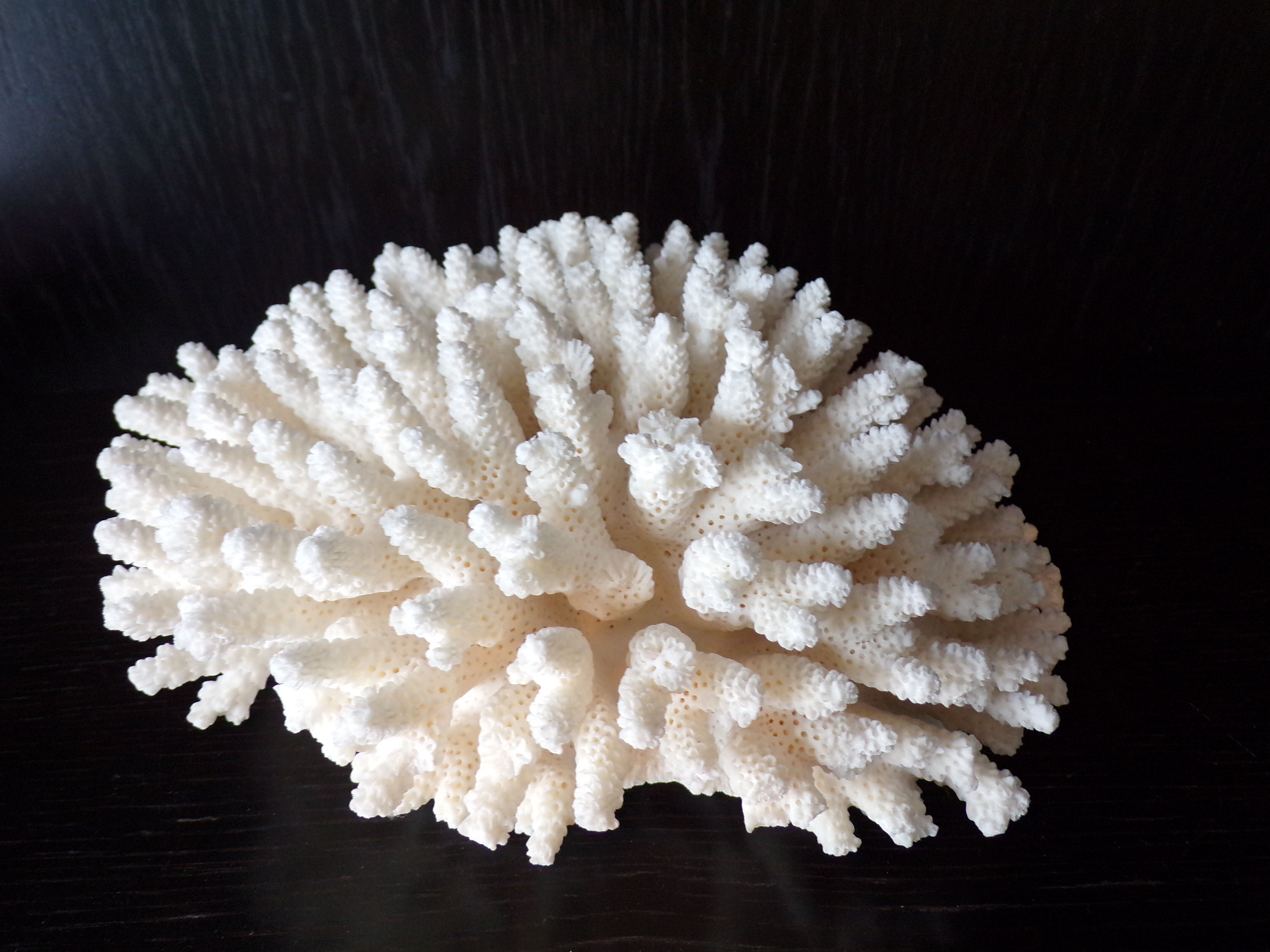 White coral