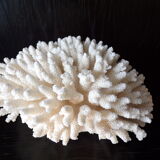 White coral