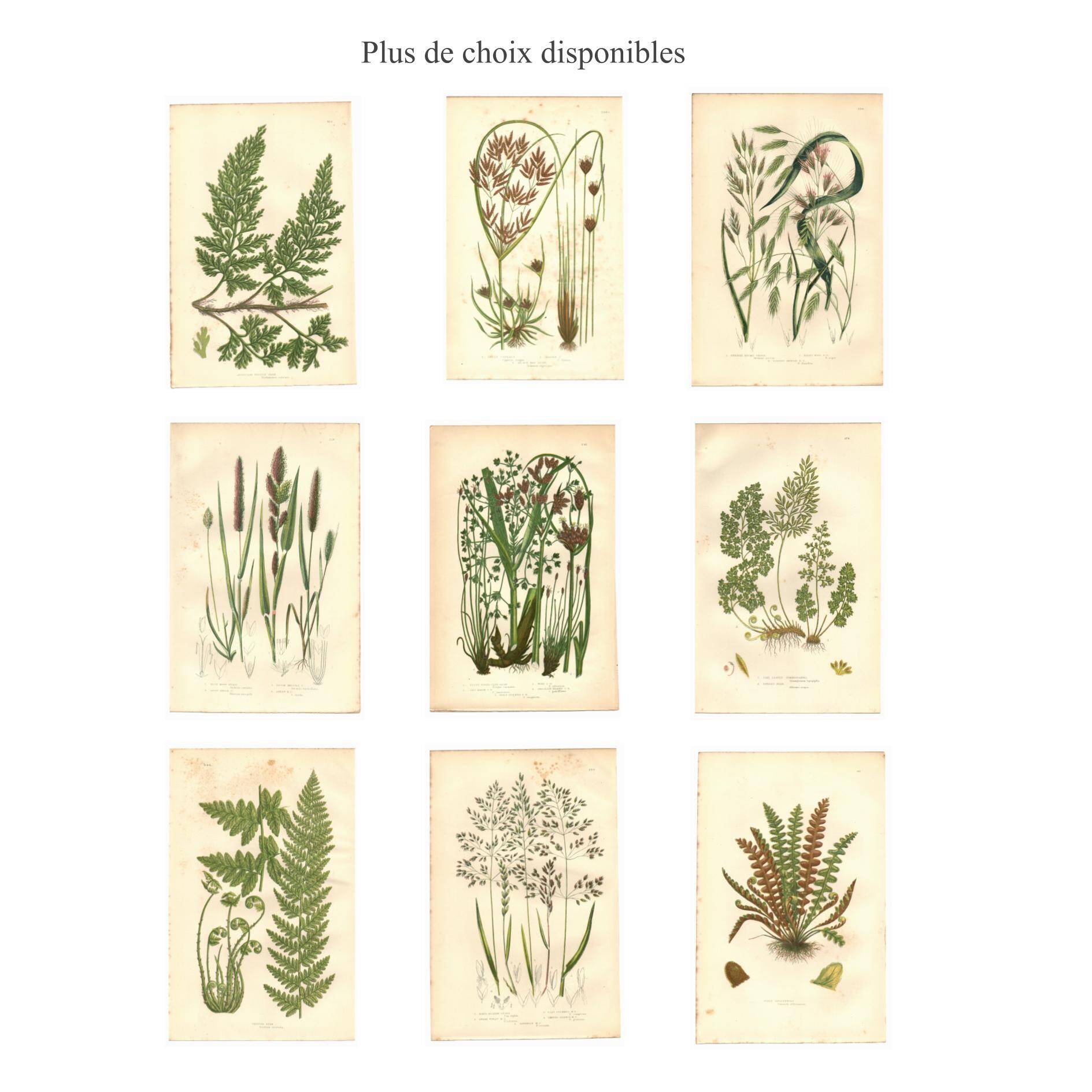 Engraving from 1889 - Wild Grasses - Antique botanical lithograph