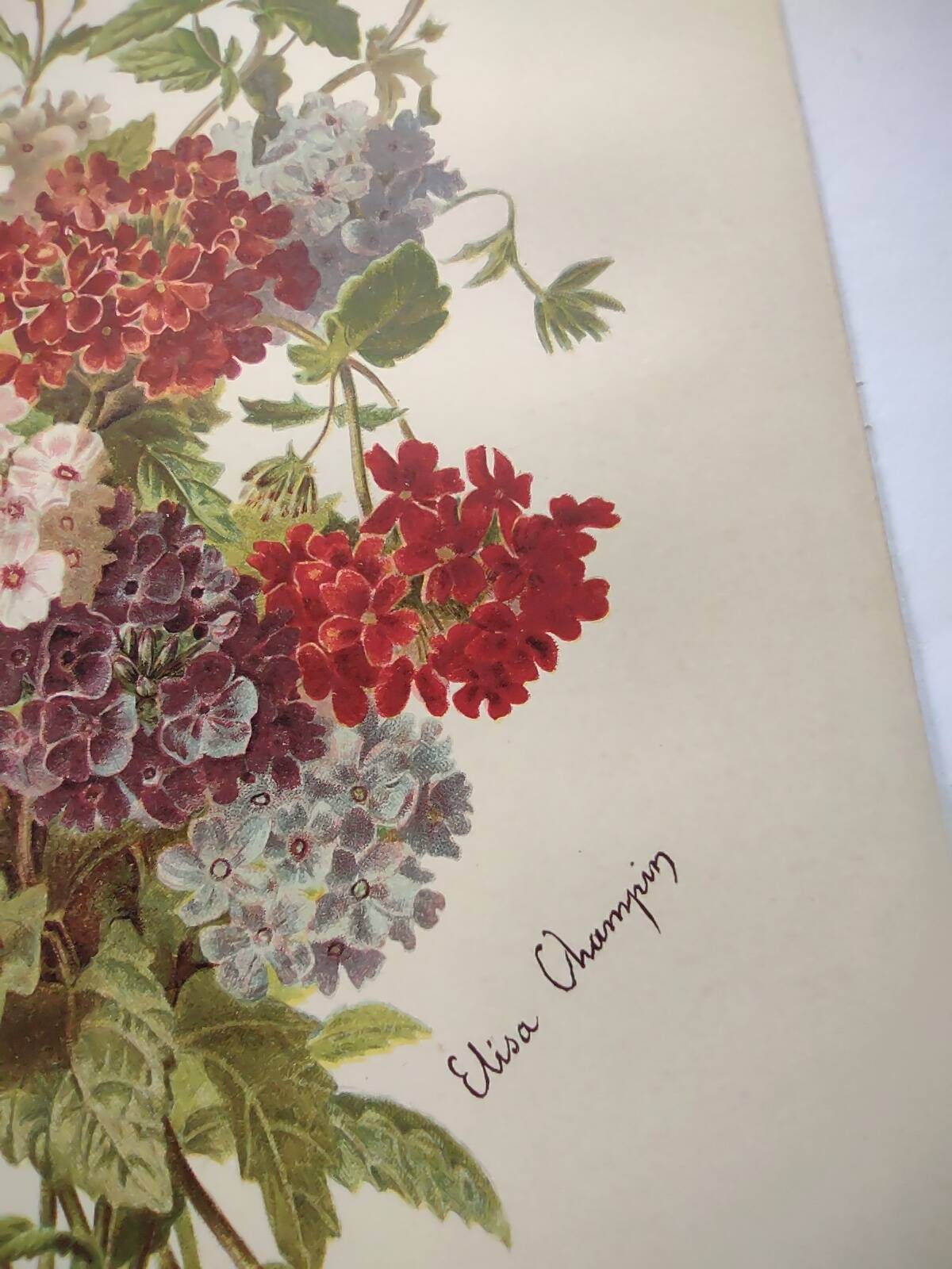 Gravure ancienne de 1899 de Élisa Champin -Verveine- Planche de fleurs