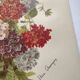 Gravure ancienne de 1899 de Élisa Champin -Verveine- Planche de fleurs