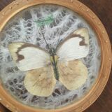 Six vintage butterfly coasters