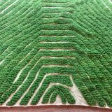 Handmade traditional natural wool rug green size 150 x 250 cm