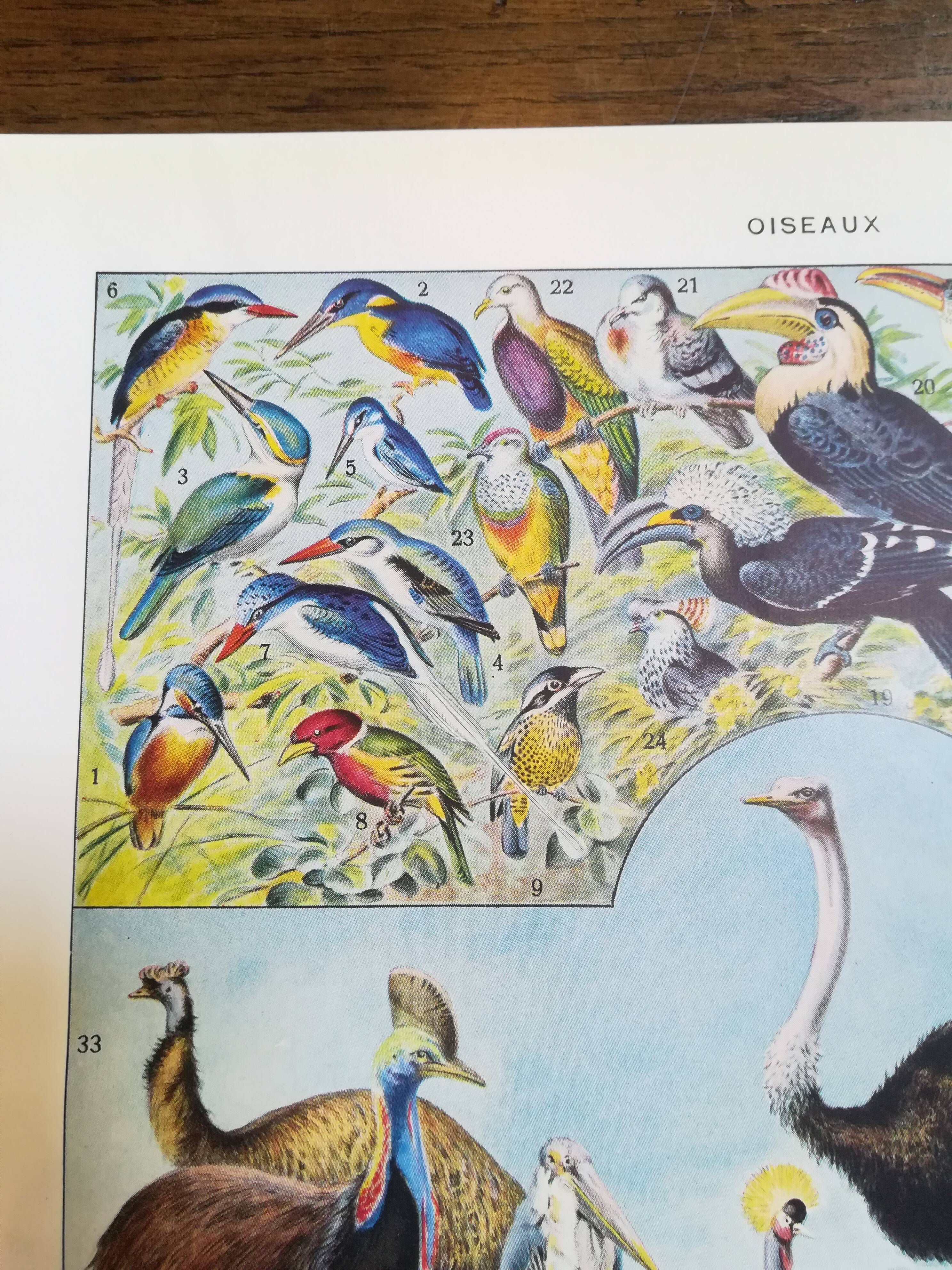 Lithograph on birds of 1928 "ostrich"