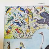 Lithograph on birds of 1928 "ostrich"