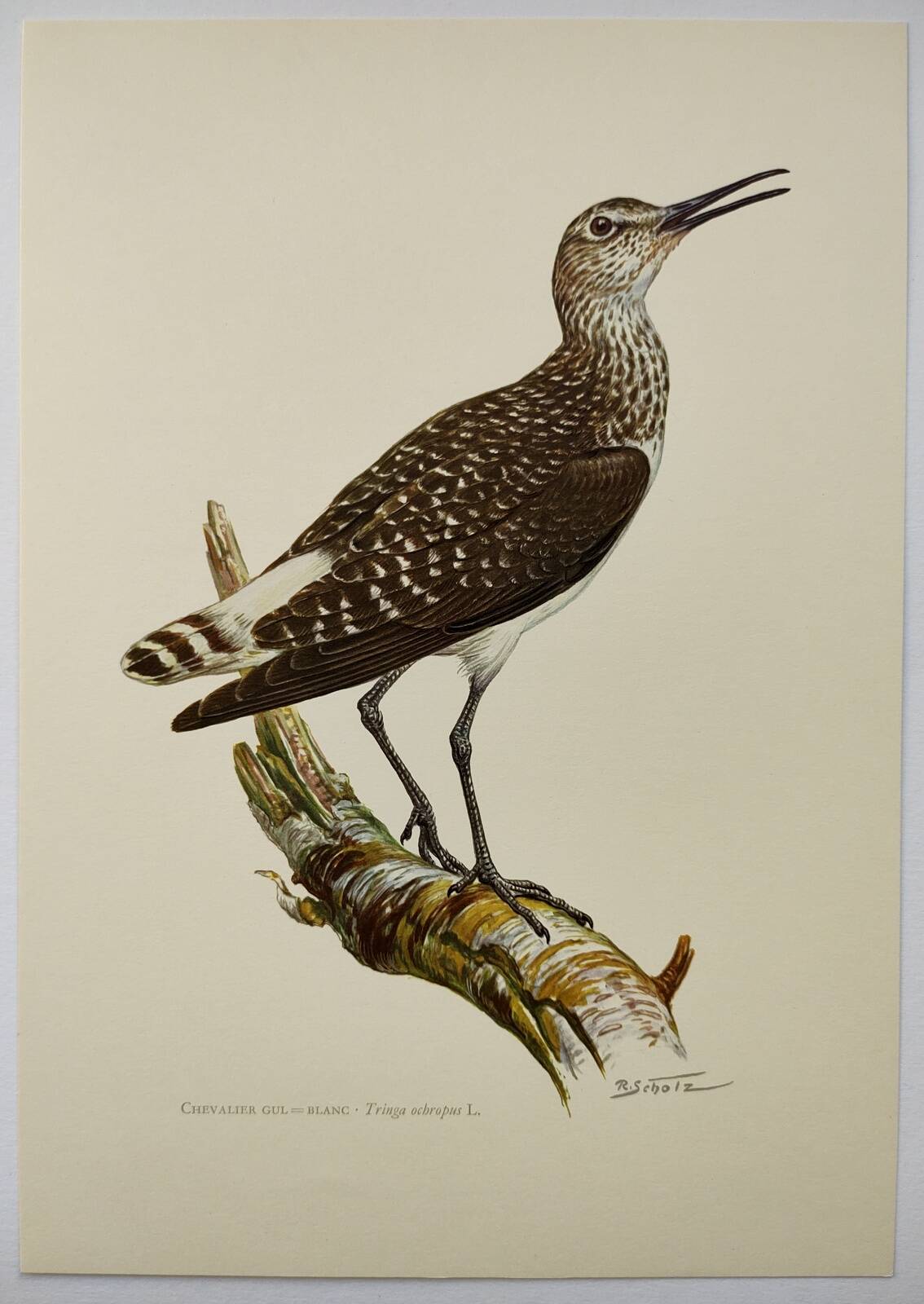 Antique bird illustration from 1960. White-throated Sandpiper. Zoological plate
