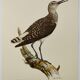 Antique bird illustration from 1960. White-throated Sandpiper. Zoological plate