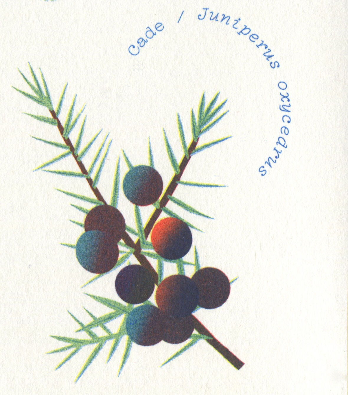 Riso poster "medicinal plants"