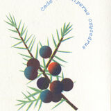 Riso poster "medicinal plants"