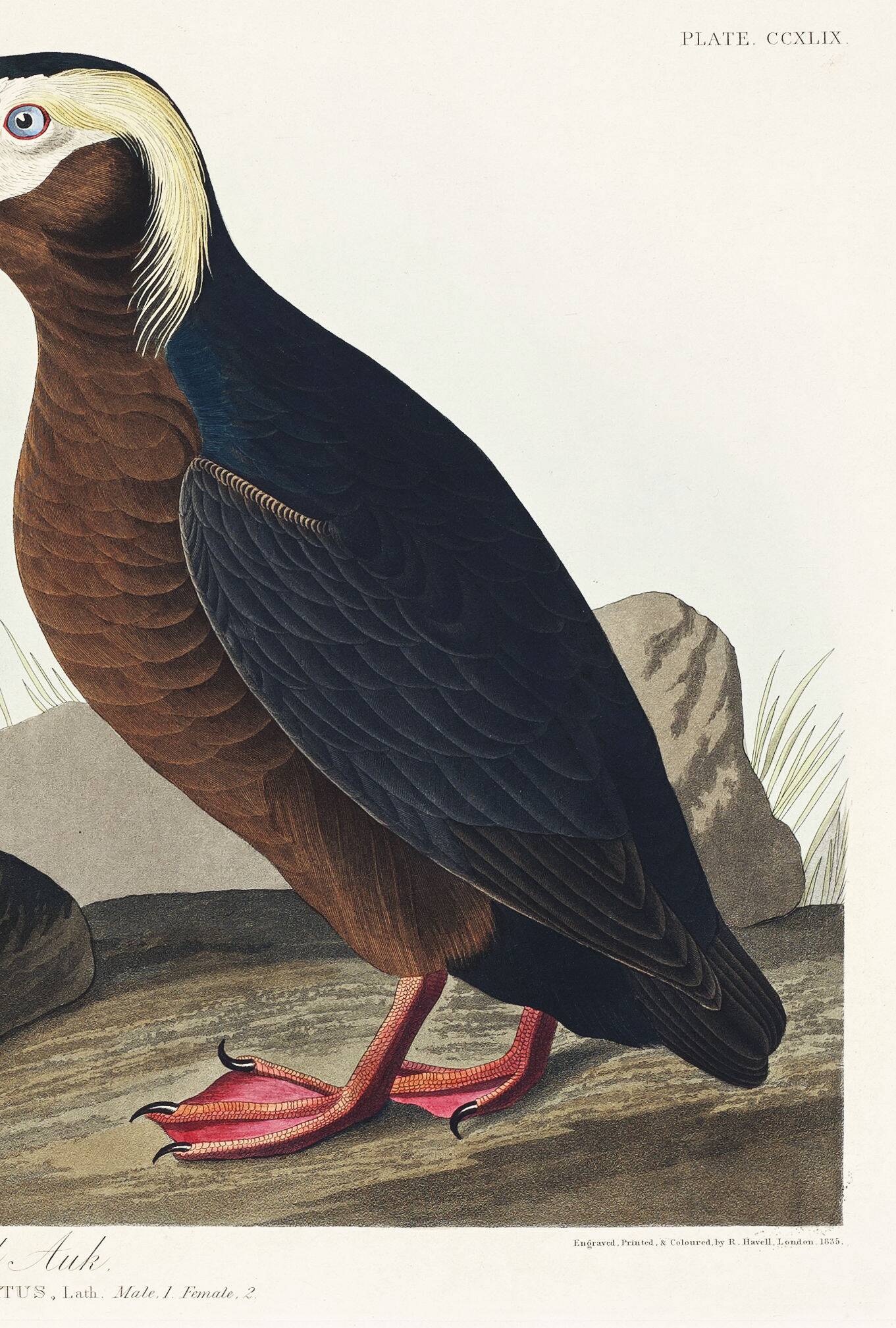 Poster about the Tufted Puffin, based on an old engraving from 1827.