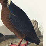 Poster about the Tufted Puffin, based on an old engraving from 1827.