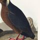Poster about the Tufted Puffin, based on an old engraving from 1827.