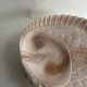 Set of 6 fish plates in ceramic – Sarreguemines