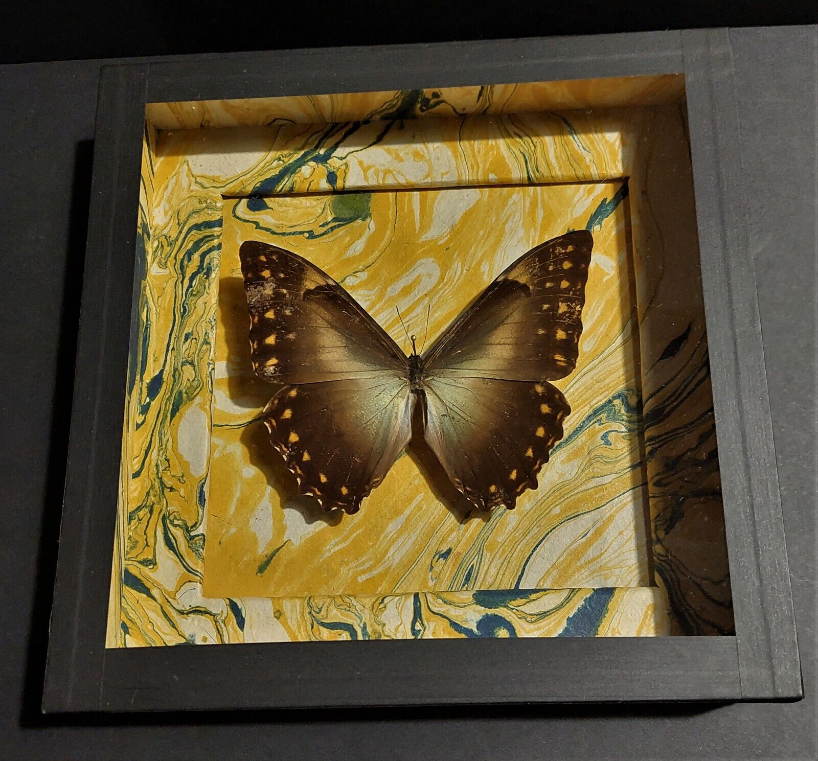 Natural history entomology frame butterfly morpho telemachus male