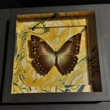 Natural history entomology frame butterfly morpho telemachus male