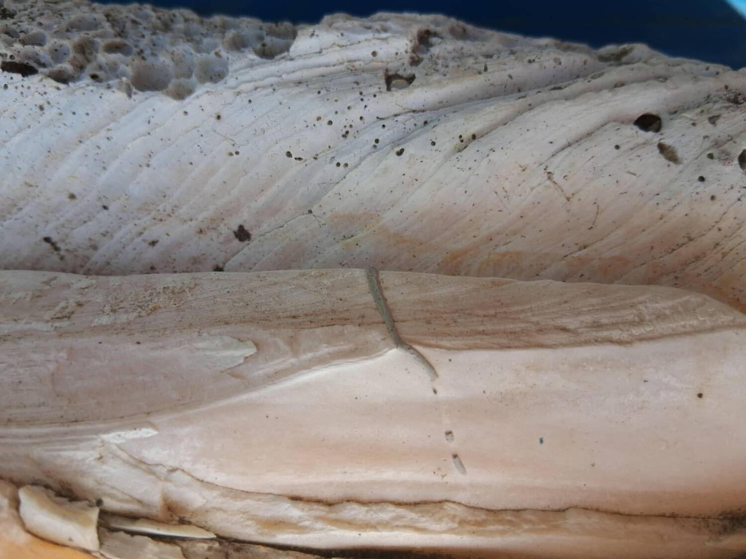 Tridacna shell (86 cm) – on base – rare and decorative