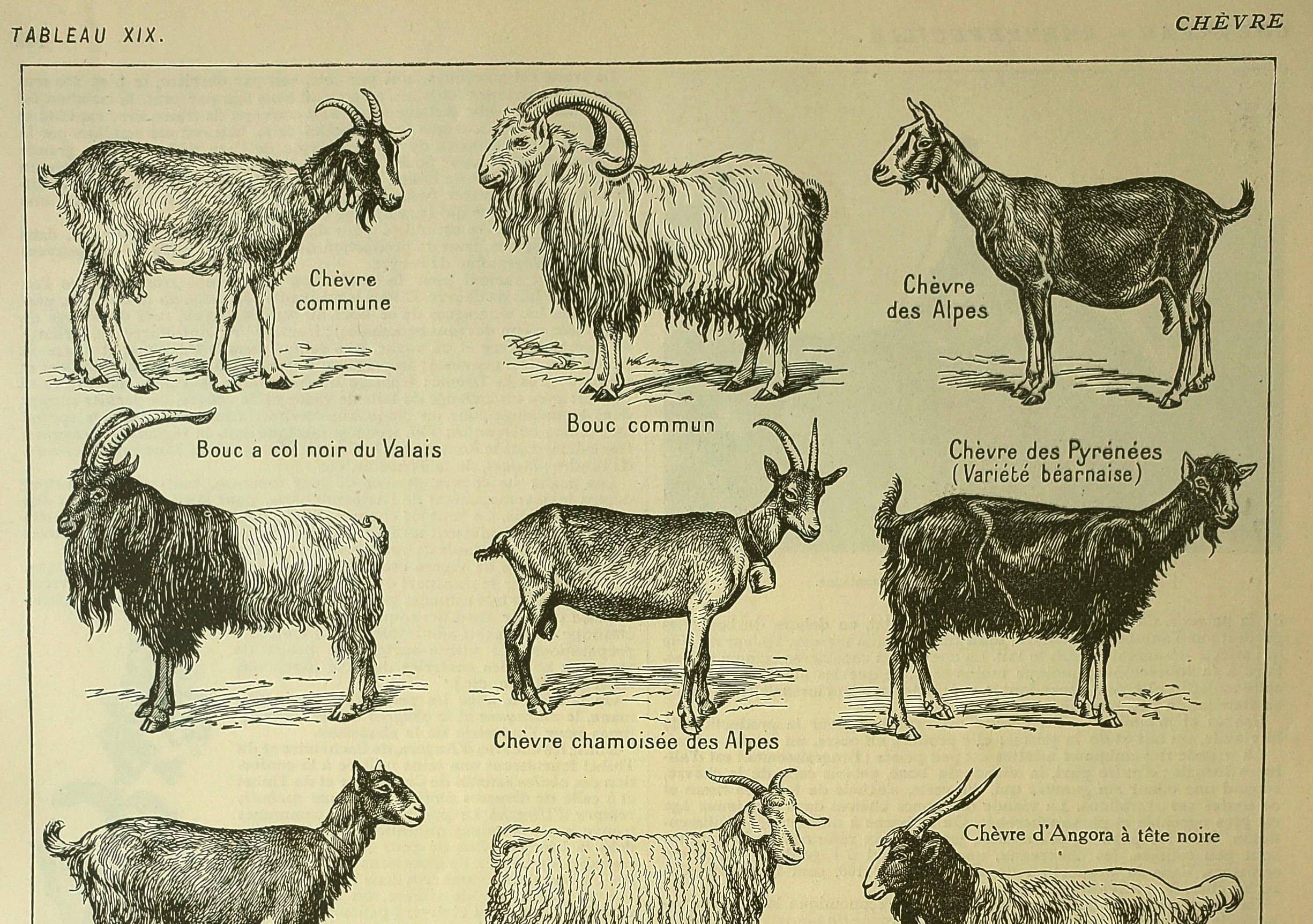 Antique engraving, 1921 - Goats by M. Dessertenne. Farm animals, plate