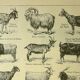 Antique engraving, 1921 - Goats by M. Dessertenne. Farm animals, plate