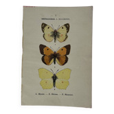 Botanical engraving double-sided butterflies naturalist plate etching