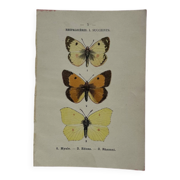 Botanical engraving double-sided butterflies naturalist plate etching