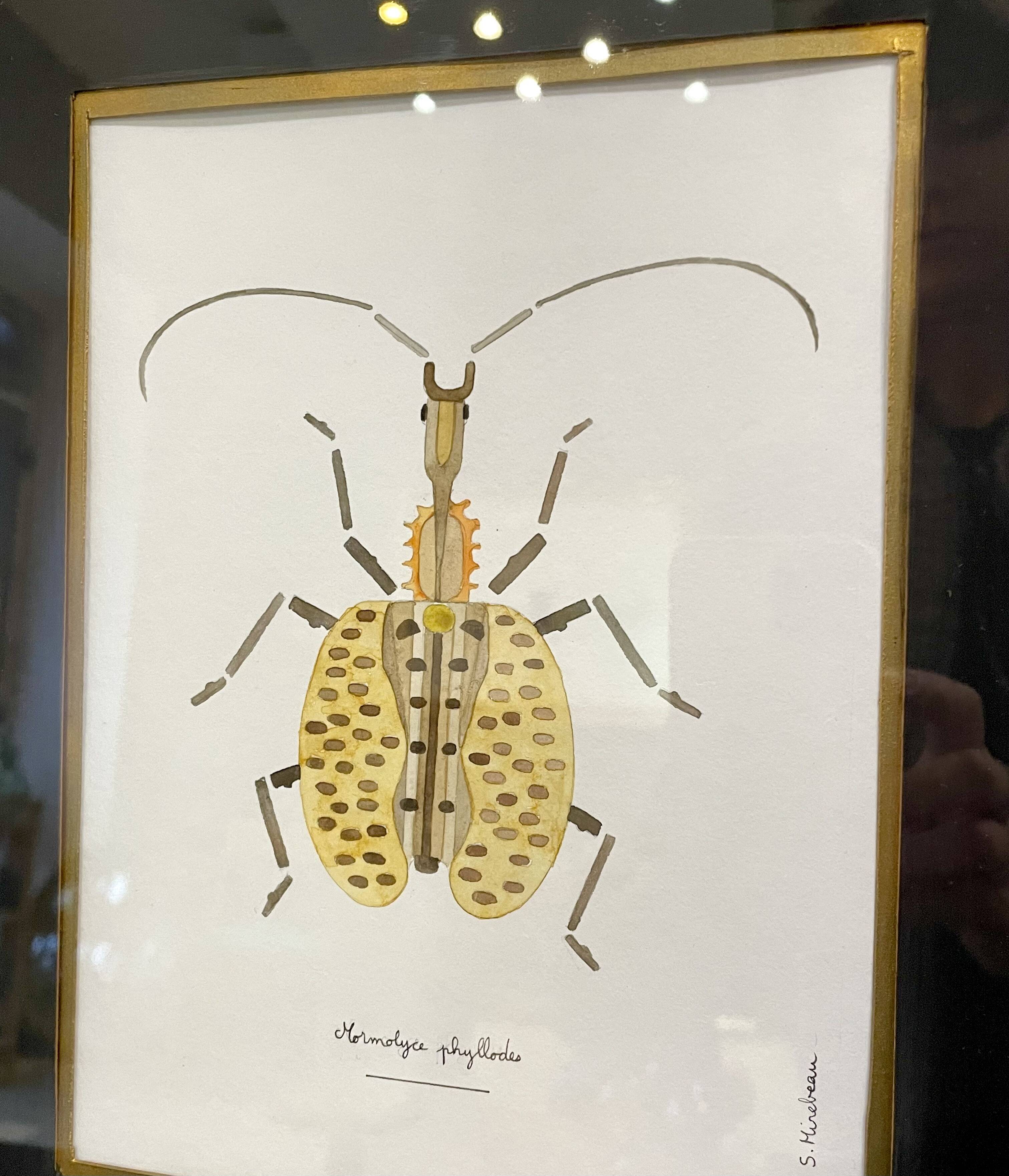 Insect frame