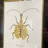 Insect frame