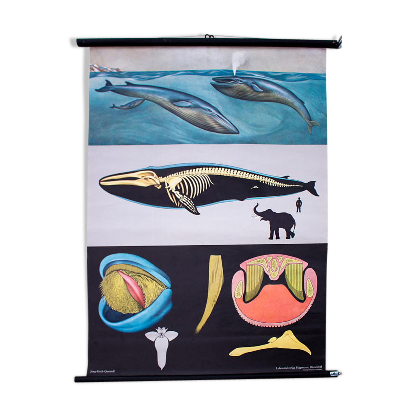 Poster wall of the school of Jung-Koch-Quentell "whale" 1968