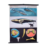 Poster wall of the school of Jung-Koch-Quentell "whale" 1968