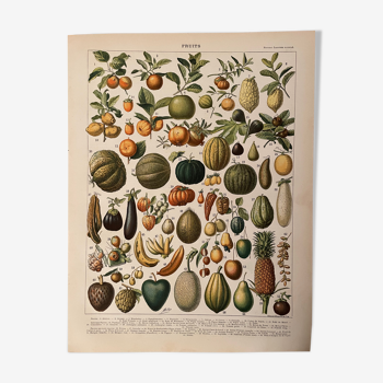 Lithographie gravure sur les fruits (abricot) de 1897