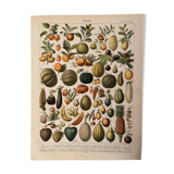 Lithograph engraving on fruits (apricot) from 1897