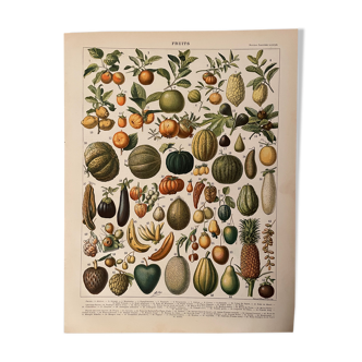 Lithograph engraving on fruits (apricot) from 1897