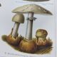 Botanical plate from 1909 - Mushrooms - Old German engraving