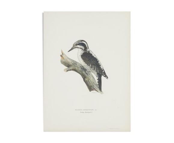 Natural History Color Lithography Tridactyl Pic 1929