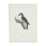 Natural History Color Lithography Tridactyl Pic 1929