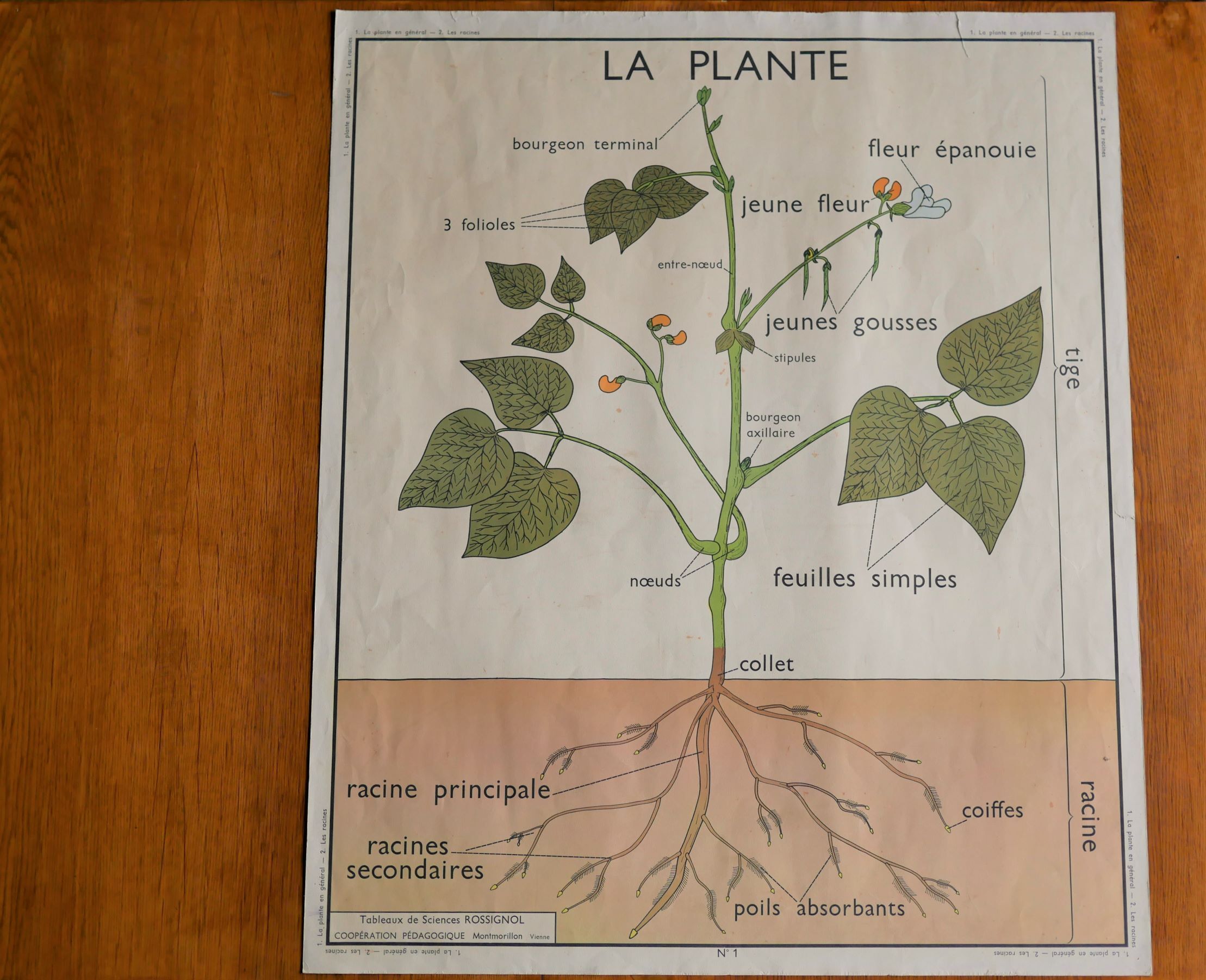 Vintage school botanical poster "La Plante"