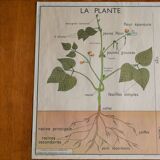 Vintage school botanical poster "La Plante"