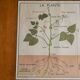 Vintage school botanical poster "La Plante"